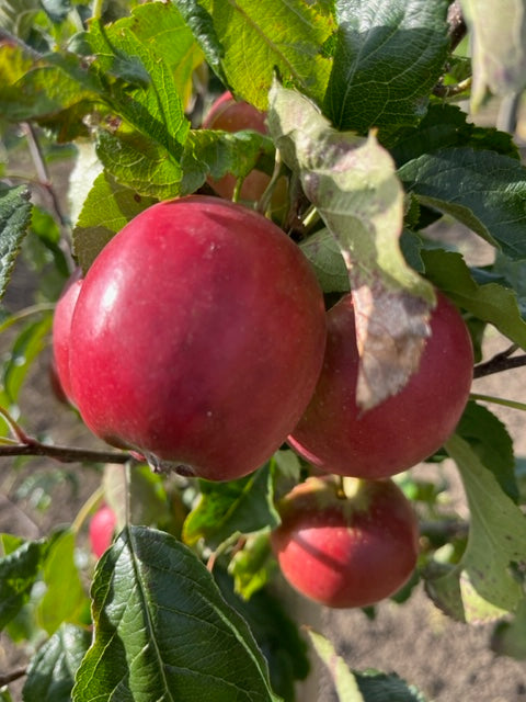 Allington Pippin (thin) - rare, good for juicing, good for wet regions