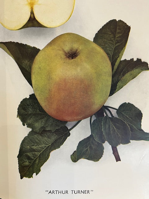 Arthur Turner - first class baking apple suitable for northern Britain.