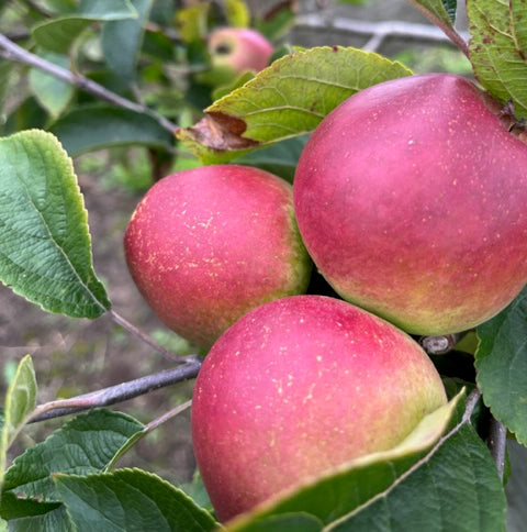Black McIntosh - a darker sprt of the famous McIntosh apple.
