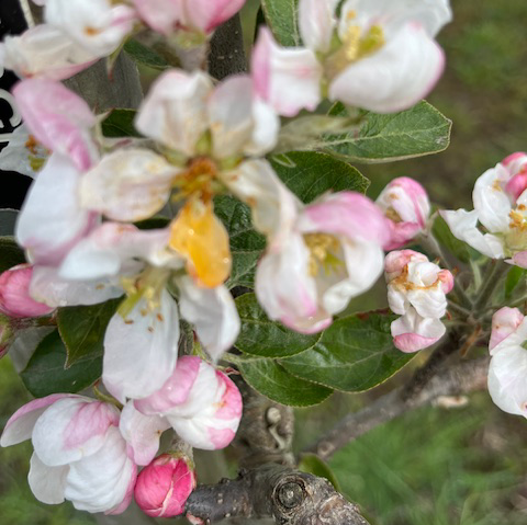 Black McIntosh - a darker sprt of the famous McIntosh apple.