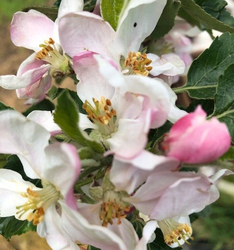 Bountiful - a modern, sweet, dual purpose apple.