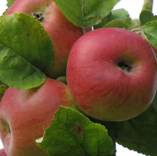 Brabant Bellefleur - a superb Flemish cooking apple