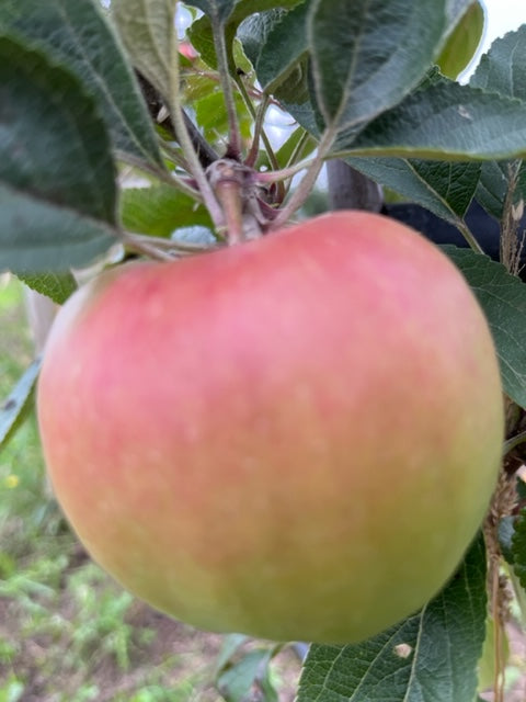 Braeburn - juicy, sweet and grown commerically.
