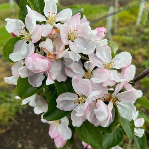 Chisel Jersey - high quality full sharp cider apple.