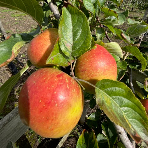 Chivers Delight - good honeyed/sharp flavour balance.