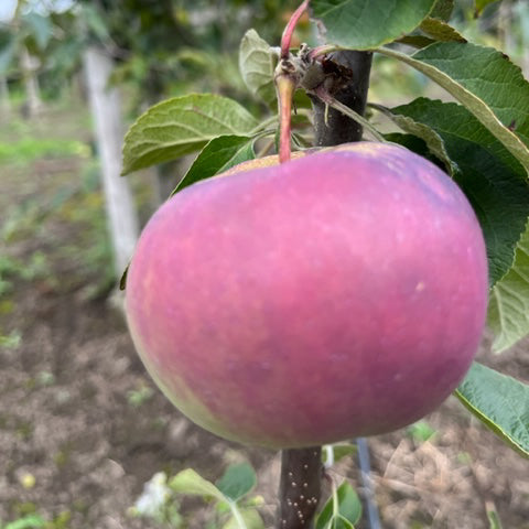 Cortland - a sweet/hardy USA commercial variety.