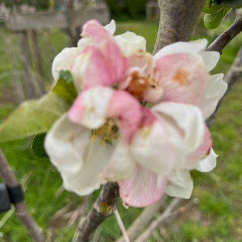 Crimson King Scions - a medium sharp vintage cider apple.