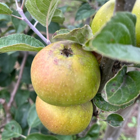 Duke of Devonshire- a Cumbrian apple prized by enthusiasts.