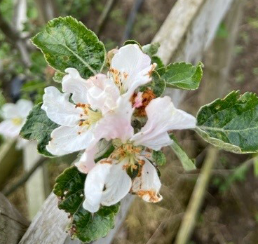 Duke of Devonshire- a Cumbrian apple prized by enthusiasts.