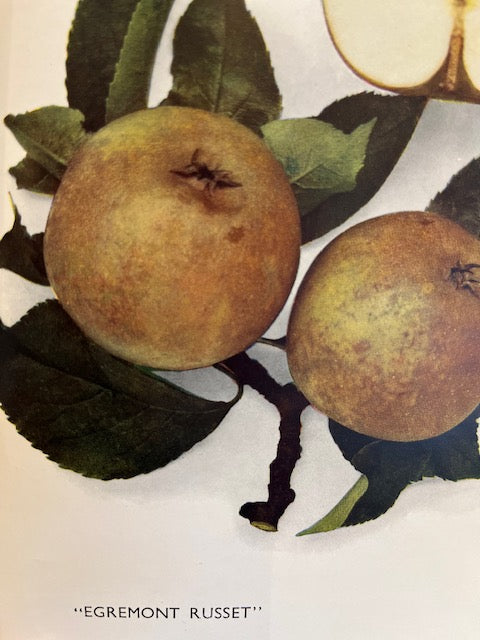 Egremont Russet - hardy with rich flavour. Ever popular.