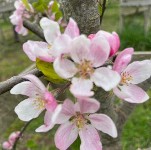 Framboise - (thin) dark maroon with pink, raspberry flavoured flesh.