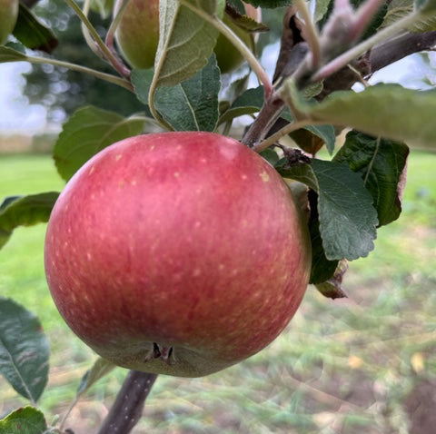 Gala - a hugely popular commercial variety in the USA.