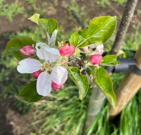 George Cave - self fertile with masses of sweet, juicy fruit.