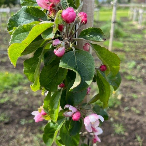 Honeygold Scions - a hardly, high quality USA variety (thin)