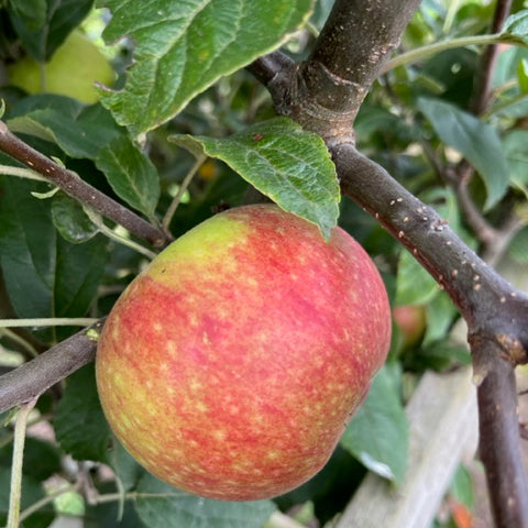 Ingrid Marie - a worthy variety best eaten from the tree