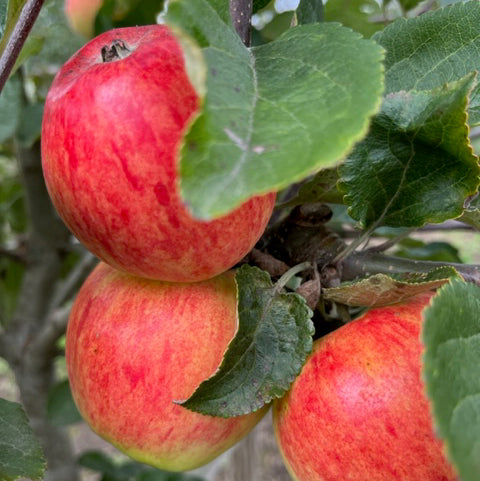 Irish Peach - a first rate early season variety.