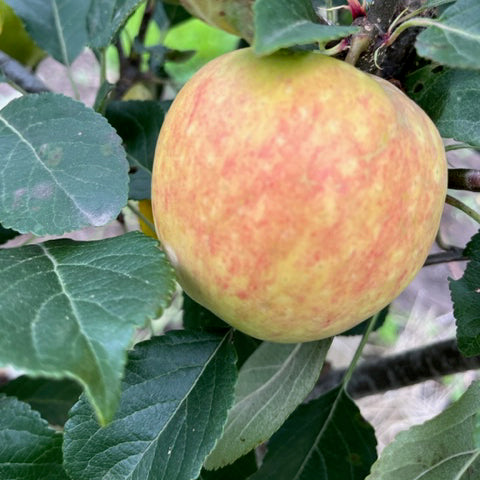 James Grieve - a popular variety well suited to the north.