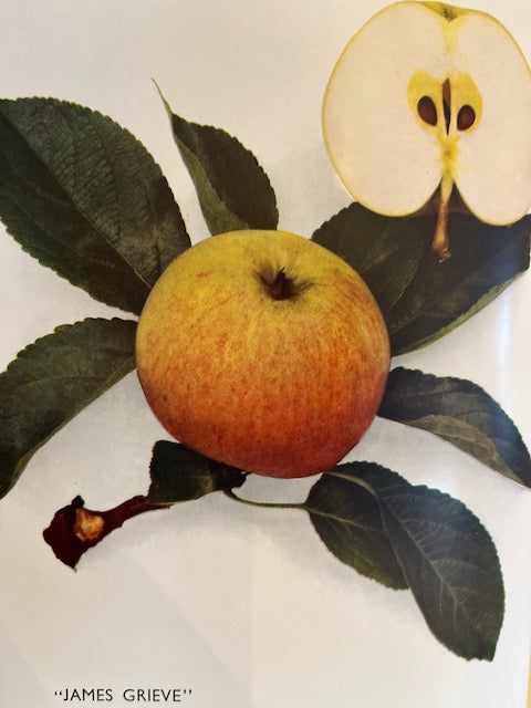 James Grieve - a popular variety well suited to the north.