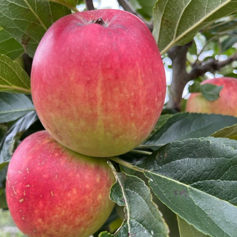 Katy (Katja) - the favourite variety of many.