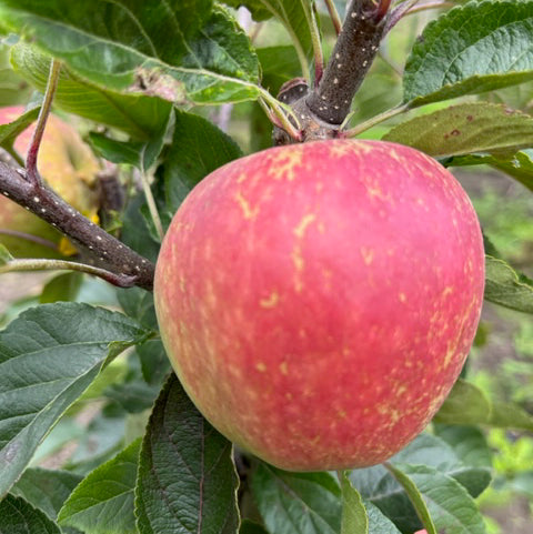 Kidd’s Orange Red - one of the best flavoured apples.