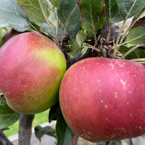 King's Acre Pippin - a wonderful, rich flavoured apple.