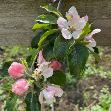 Laxton Fortune - a hardy and popular Cox type apple.
