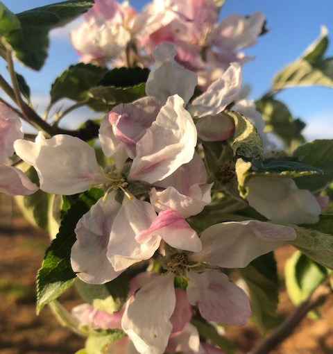 Pinova - useful for organic production with Cox flavour.