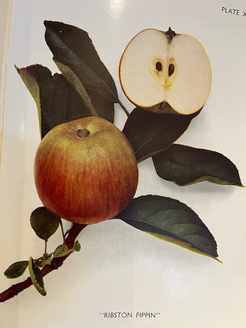 Ribston Pippin - a famous variety with wonderful characteristics.