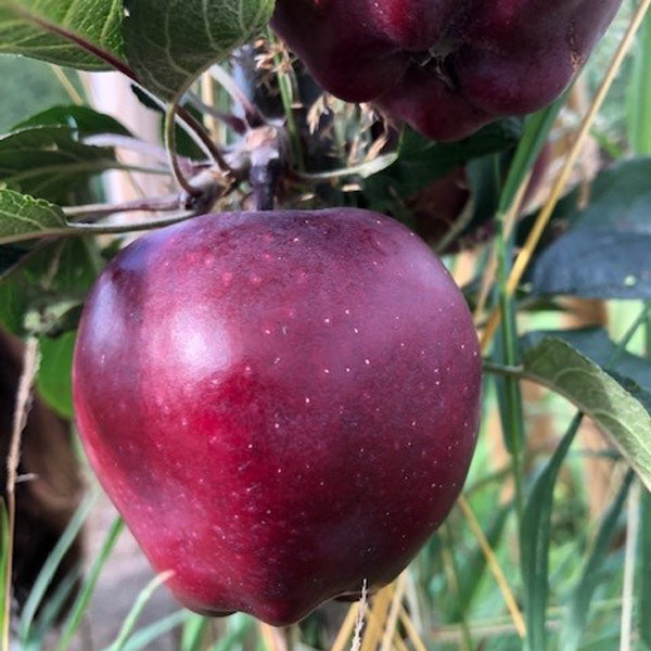 Rubinette Rosso - a modern Swiss apple that is worth the challenge.