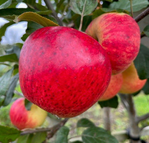 Stark's Earliest - an early, well-flavoured variety from the USA.