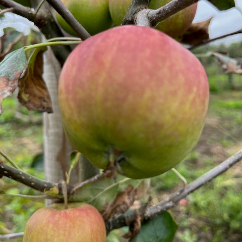 Tumanga - an aromatic, flavoursome and juicy fruit.