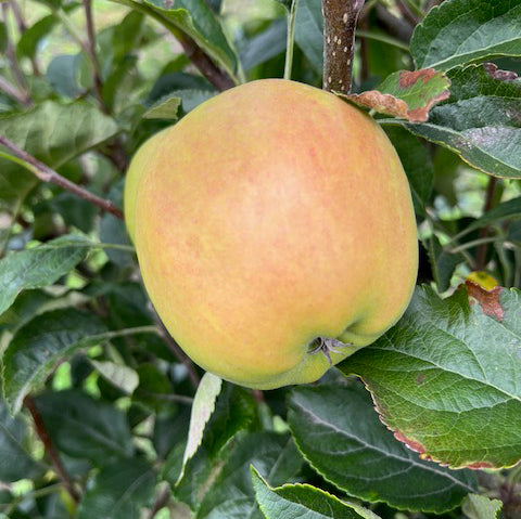 Winter Gem - a modern variety with great balanced flavour.