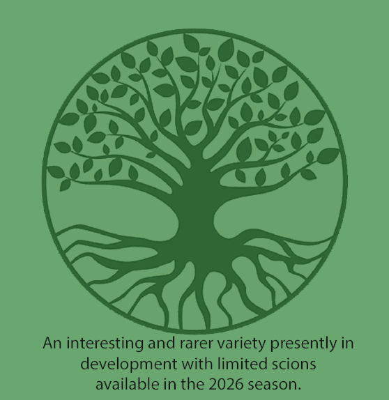 Helen's Apple - a new disease resistant bittersweet apple.