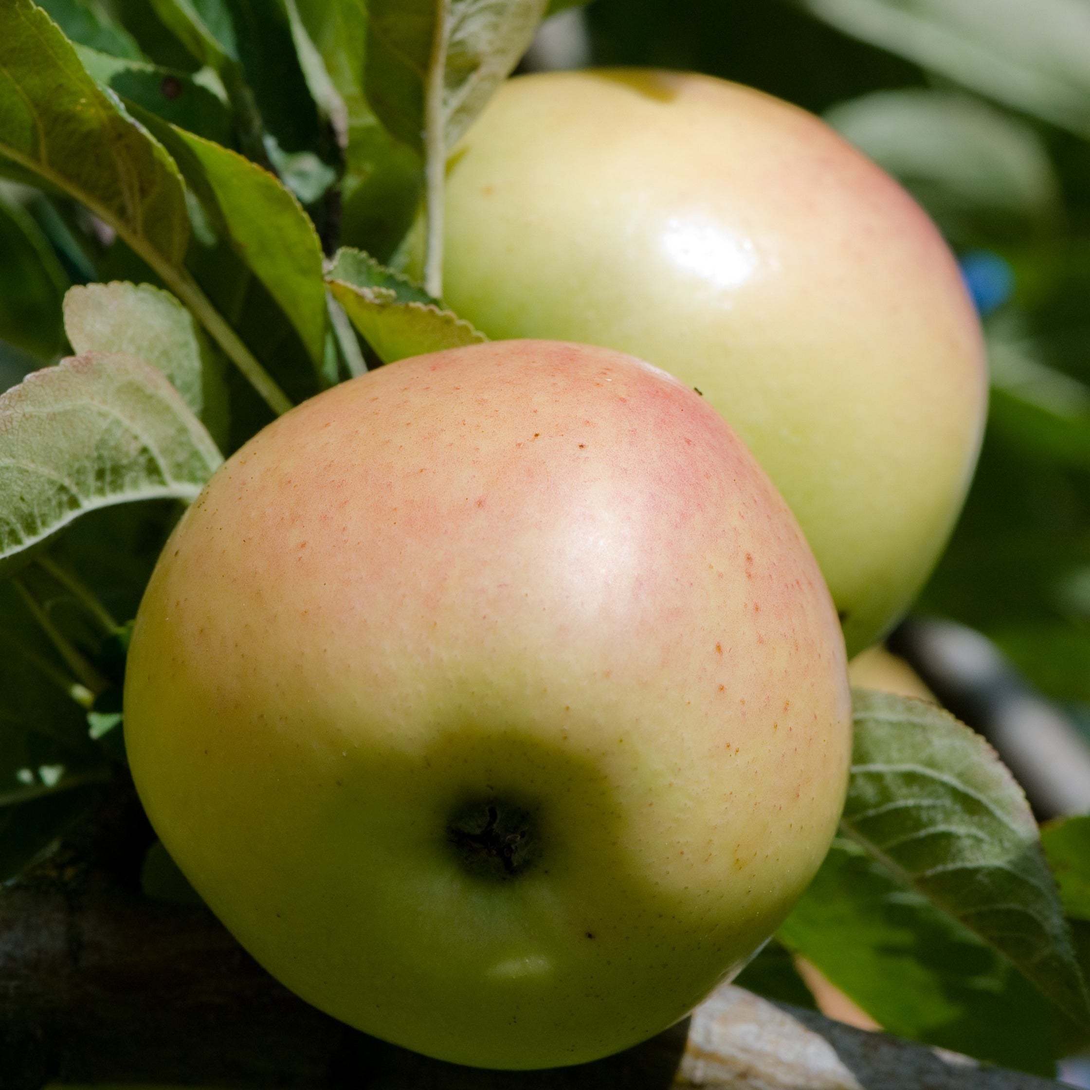 Winter Banana Scions Yorkshire Apples