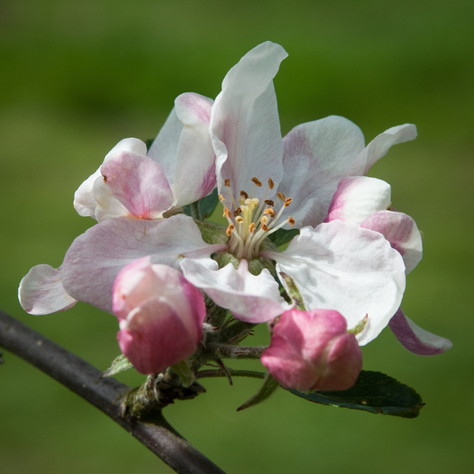 Allington Pippin (thin) - rare, good for juicing, good for wet regions