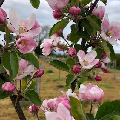 Ambassy Scions - a modern heavy cropping variety.
