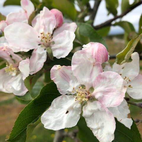 Apache Scions - fabulous flavour packed with juice.