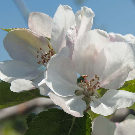 Aroma -a modern (1973) disease resistant apple from Sweden