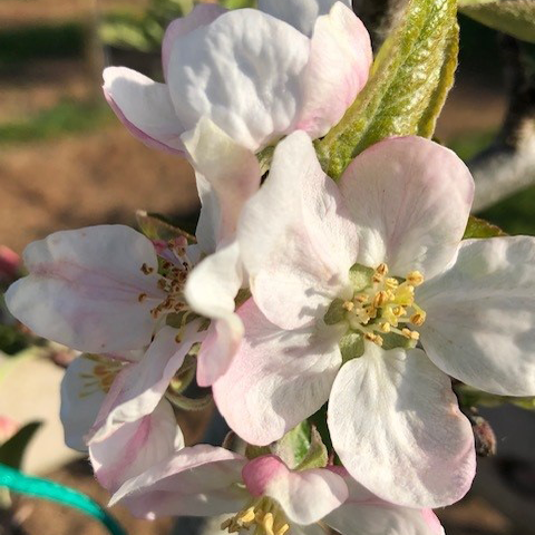 Bess Pool - aromatic, juicy sometimes stained red.