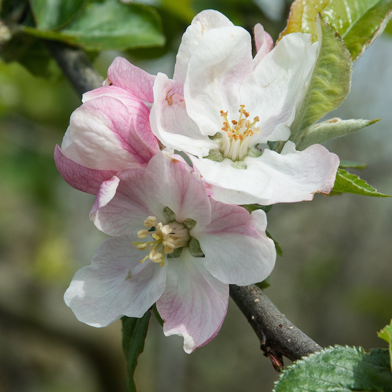 Blenheim Orange - disease resistant, aromatic and sweet.