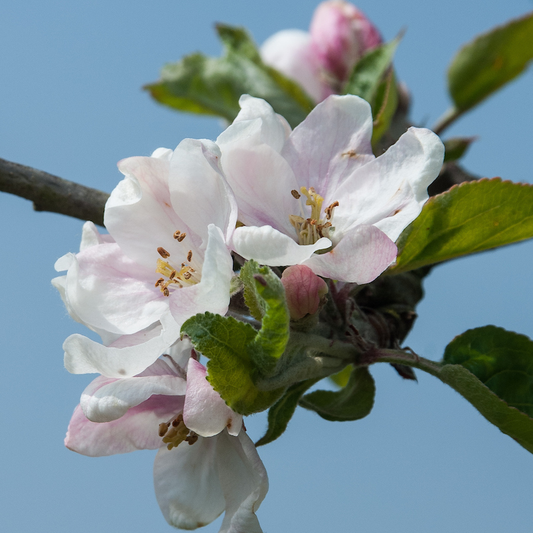 Cortland - a sweet/hardy USA commercial variety.