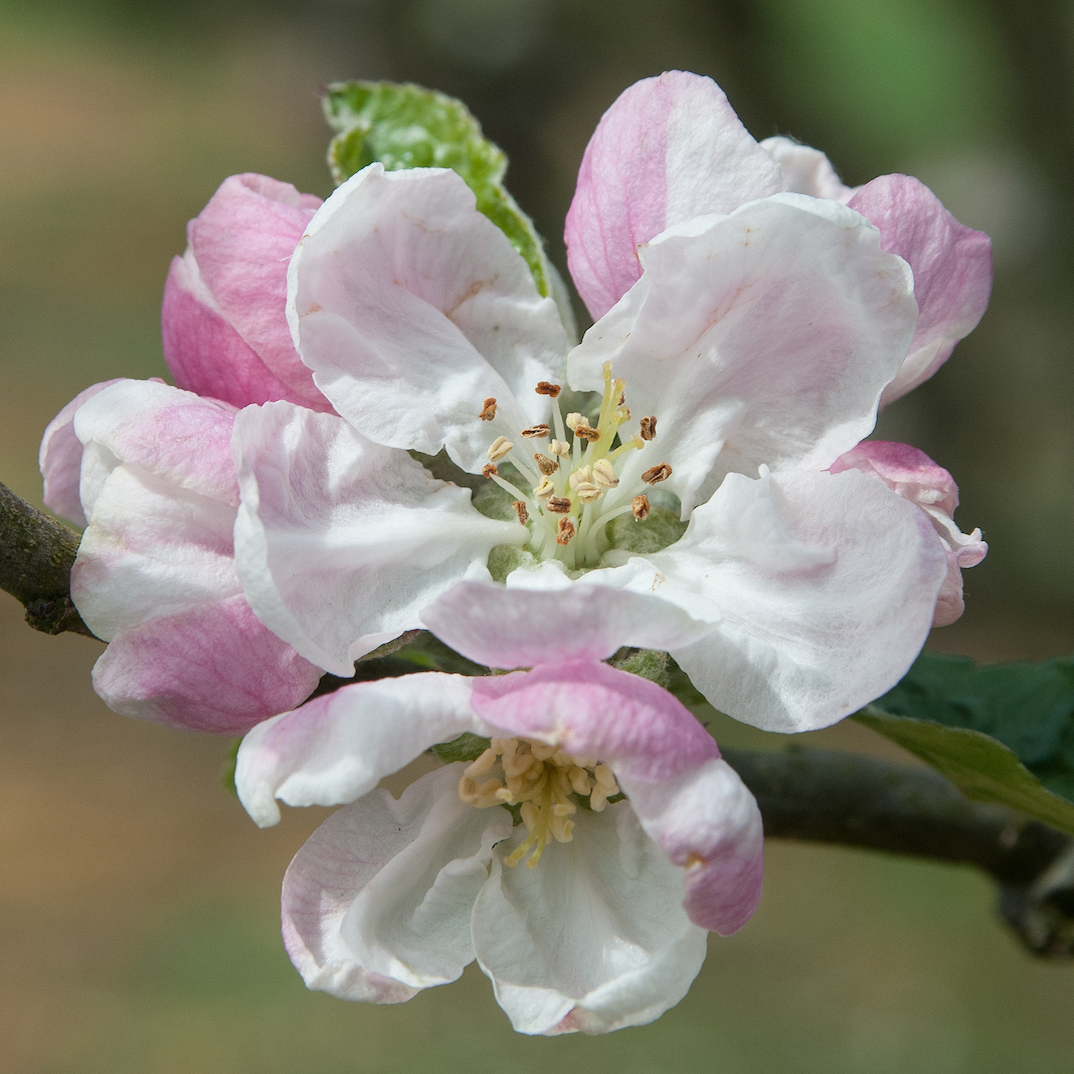 D'Arcy Spice - disease resistant with a unique flavour.