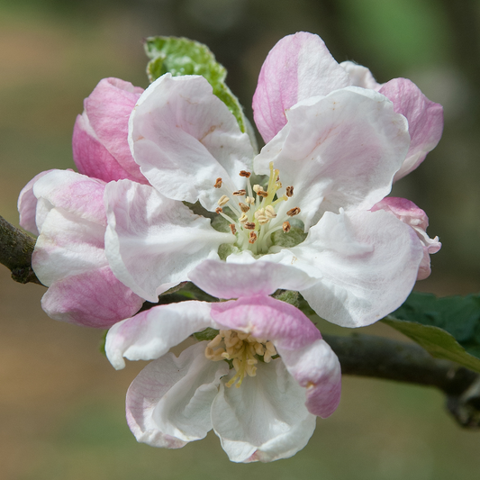 D'Arcy Spice - disease resistant with a unique flavour.