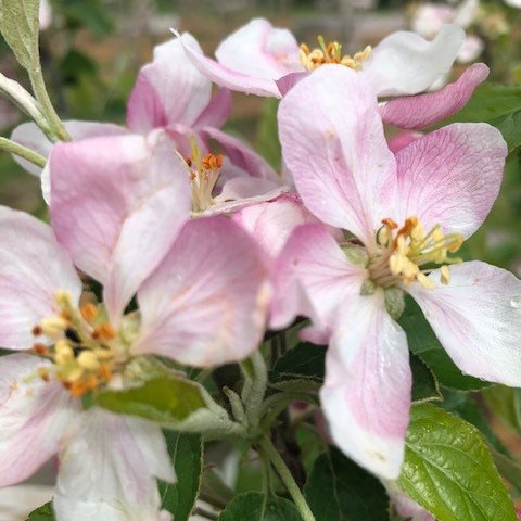 Golden Delicious (thin) - individually grown it is a fabulous fruit.