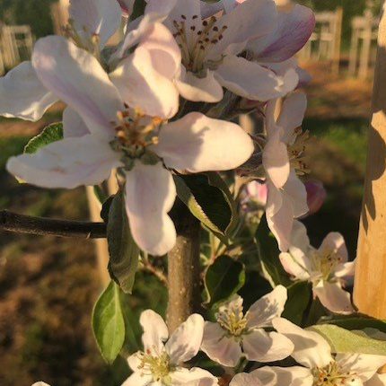 Honeycrisp - a disease resistant commericial variety in the USA.