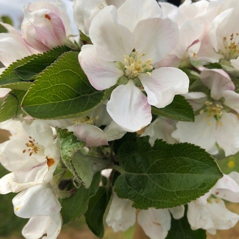 Joybells - heavy cropping with a wonderful, delicate flavour.