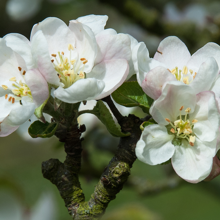 Lady Sudley - a commercially grown Victorian apple.