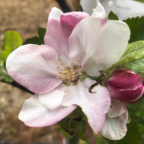 Laxton Epicure - self fertile, resistant to frosts, great flavour.