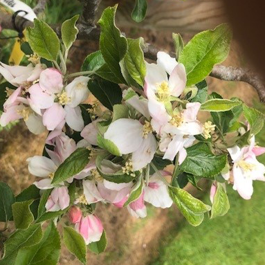 Margil - well flavoured and respected by connaisseurs.