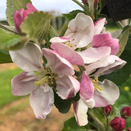 Meile d'Or - a rare, sweet and honeyed, Cornish apple.